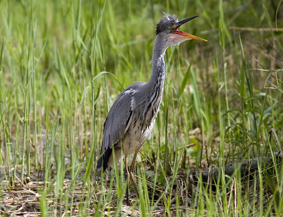 Blauwereiger080808N